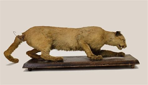 Eastern Cougar Declared Extinct Popular Fidelity Unusual Stuff