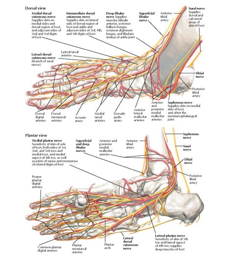 Anatomy Of Foot Nerves And Arteries Anatomy Pediagenosis