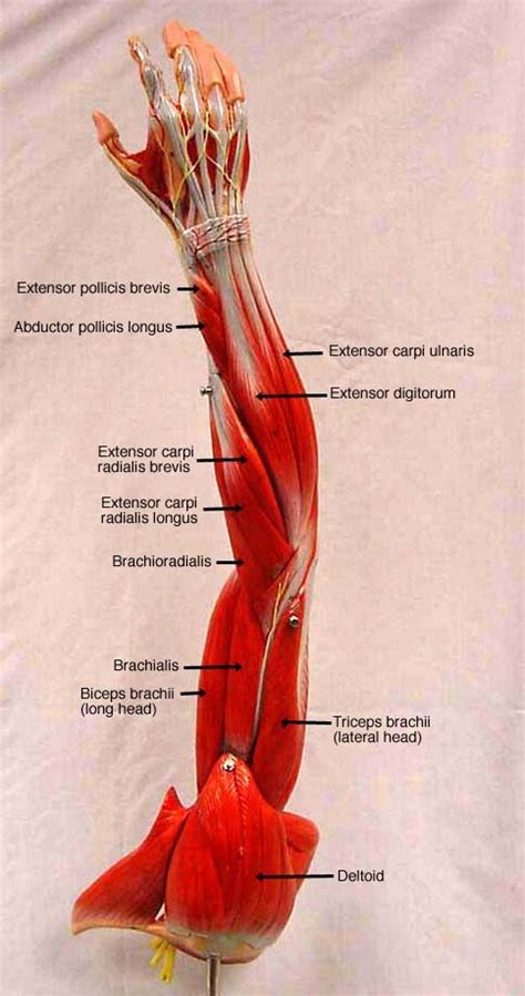Flexion of the forearm is achieved by a group of three muscles — the brachialis, biceps the triceps brachii, as its name indicates, has three heads whose origins are on the scapula and humerus. 151 best anatomy and use of the hand and arm images on ...
