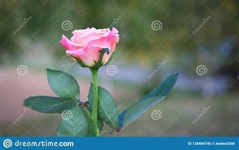 Beautiful Delicate Pink Rose On Blurred Background Stock Photo Image