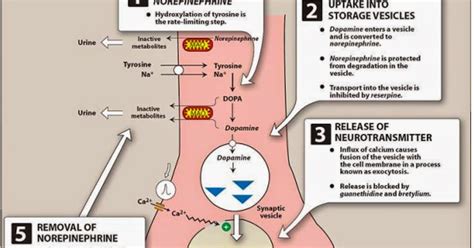 Pharmacological Blog Neurotransmission At Adrenergic Neurons