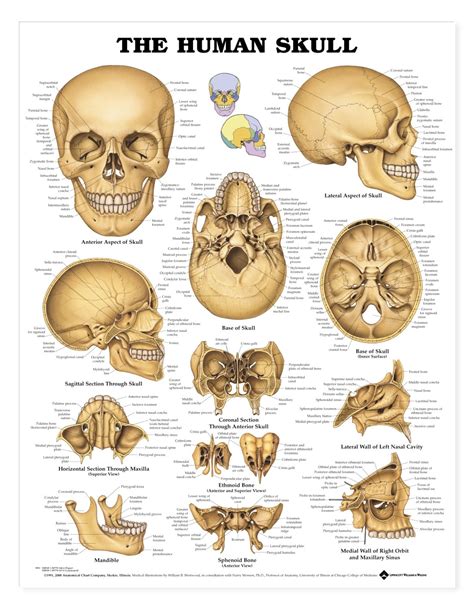 The Human Skull Anatomical Chart - Anatomy Models and Anatomical Charts