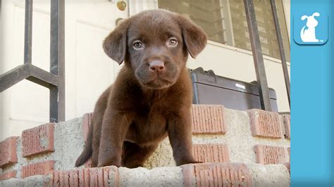 A good quality lab will cost in the range of $800 on a pet contract. Chocolate Lab Puppy Can't Get Down The Stairs - Puppy Love ...