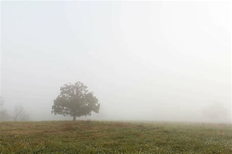 Hd Wallpaper Fog Covered Field With Tree Foggy Grass Park Scene