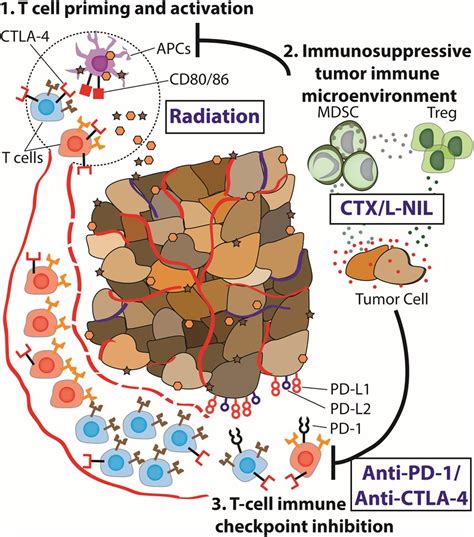 Immune Microenvironment Modulation Unmasks Therapeutic Benefit Of