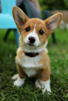 Generally speaking, when any breed is mixed with a corgi, the resultant puppies will have the appearance of the second breed and the body shape and size of a. OMG a Blue Heeler/Corgi mix! I could just die! I want one of these!!! | Animals | Pinterest ...
