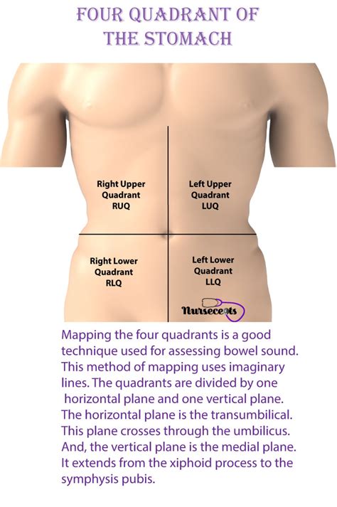 Abdominal Quadrants Labeled Anatomical Positions And Tissues