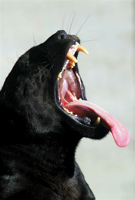 A Black Cat With Its Mouth Open And Its Tongue Hanging Out To The Side