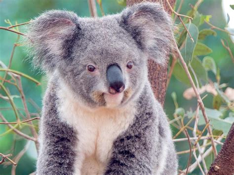 Images Of Koalas Female Koalas Are Able To Start Giving Birth To Baby