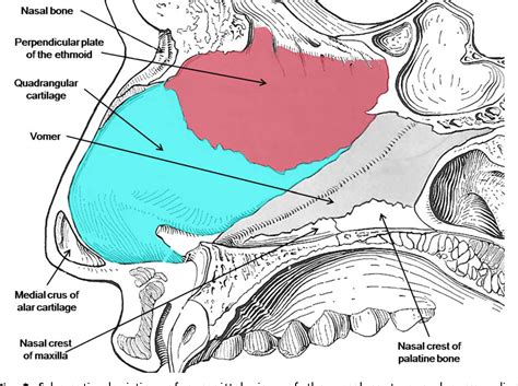 Nasal Septum Anatomy Anatomical Charts And Posters