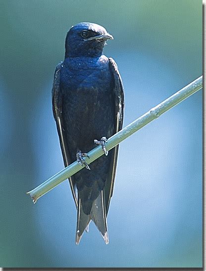 Birds in backyards has worked with local councils and other organisations from around the country if you are interested in working with birds in backyards on a poster for your region, please contact. Michigan Birds: Purple Martins