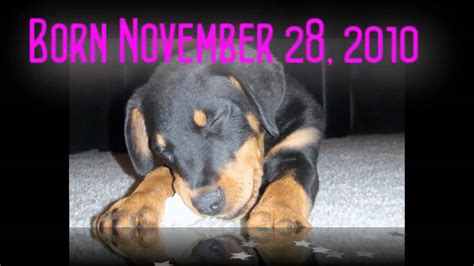 Purebred Rottweiler Puppy Up For Adoption In Arizona Youtube