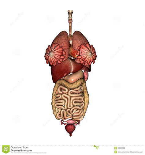Select from premium internal organs images of the highest quality. Female Internal Anatomy stock illustration. Illustration ...