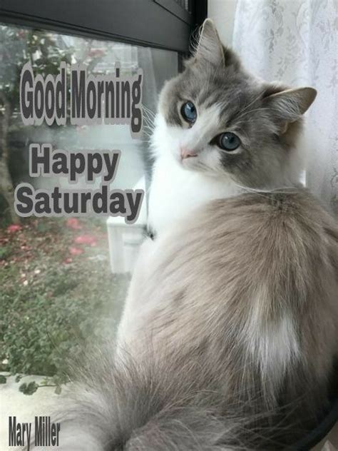 Pin By The Celebratory Beauty Of Our On Caturday Good Morning