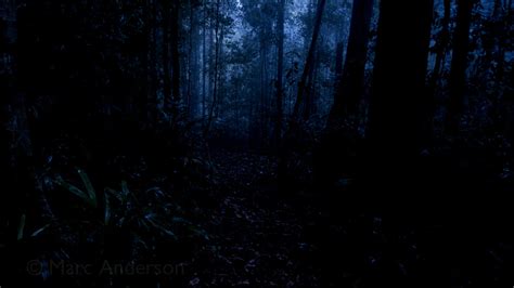 Midnight In Lambir Hills Rainforest Sarawak Borneo Malaysia Wild