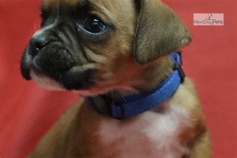 Boxer puppies for saleselect a breed. Denver: Boxer puppy for sale near Louisville, Kentucky. | f0d8593d-7e61
