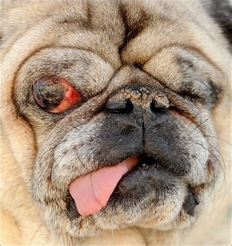 The Ugliest Dogs Of 2011