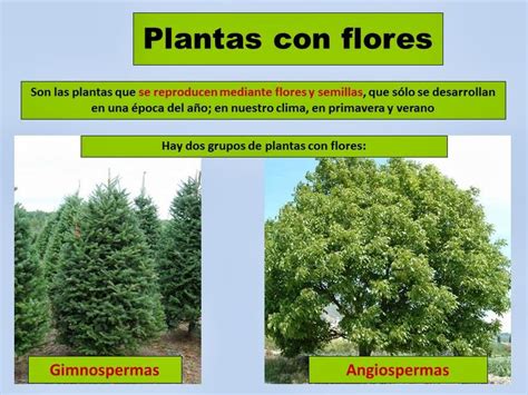 Attentive and knowledgeable people, great to work with. Curso de Hidroponia: CULTIVO SISTEMA HIDROPONICO ...