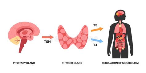 Thyroid Hormones Diagram Stock Vector Illustration Of System 237215468