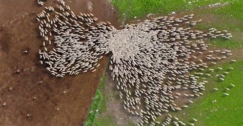 Mesmerizing Drone Timelapse Of Sheep Being Herding Borninspace