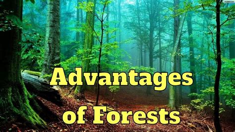 Advantages Of Forestswhy Forests Are Importantclass 5 Science Youtube
