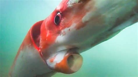 12 Biggest Underwater Animals On Earth Youtube