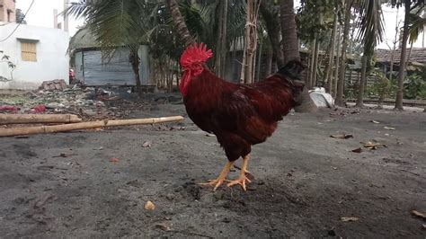Cock Sound Rooster Crowing Youtube