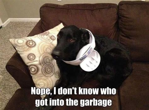 Who Could It Be Lab Garbage Meme Funny Animal