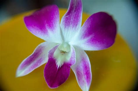 La caratteristica di questi fiori, riuniti in ombrelli è una consistenza 'cerosa' ed il profumo solo notturno. Fiore Giallo Simile All Orchidea / Phalaenopsis o Orchidea Falena: Consigli, Coltivazione e Cura ...