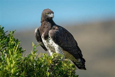 Top 9 African Eagles Eagle Species In South Africa Etc