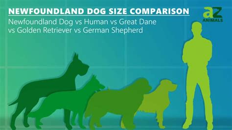 Newfoundland Dog Size Comparison Are These The Largest Breed A Z