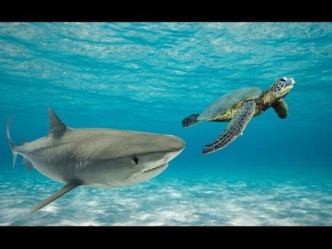 Lesson 3 - Endangered Marine Species