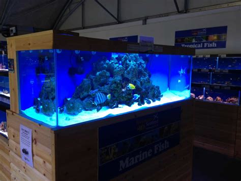 Inverness Maidenhead Aquatics Fish Store Review Tropical Fish Site