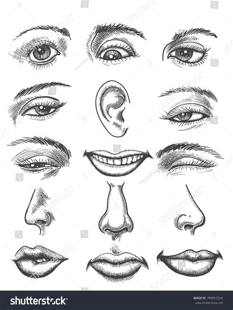 Engraving Lips And Ear Eye And Nose Vintage Sketch Human Organs Like