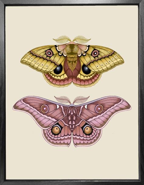 Natural History Illustrations By Emily Carter Borboleta Tattoo Moth