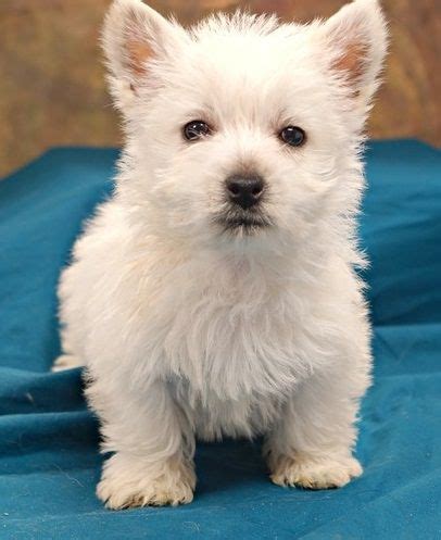 Even dogs that do not love to listen to and dance to live music or eat some delicious. West Highland White Terrier Puppies For Sale | Dallas, TX ...