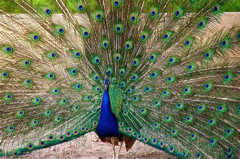 Peacock Fan Photograph By Allison Moore Pixels