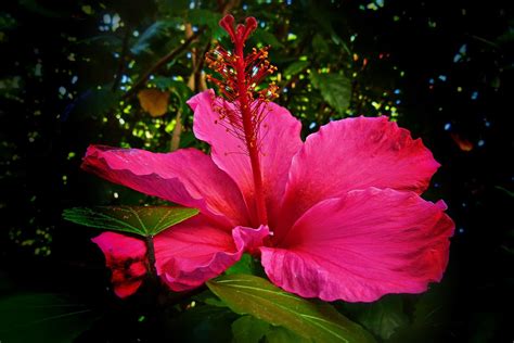 Hibiscus Plant Wallpapers Wallpaper Cave