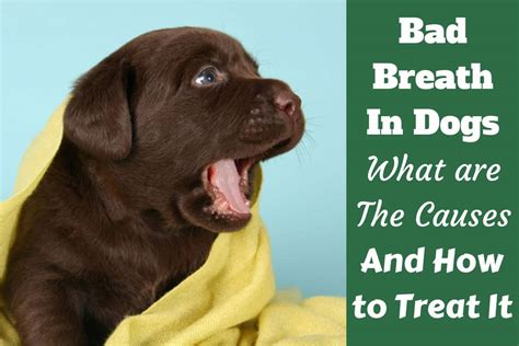 Bad Breath In Dogs What Are The Causes And How Can You Treat It