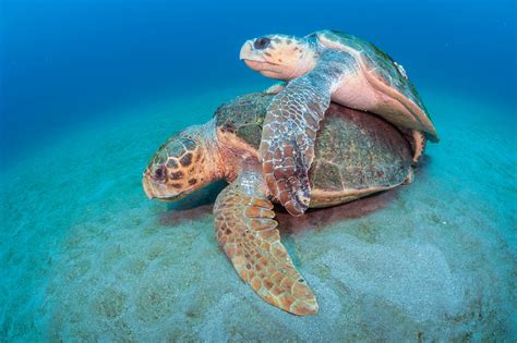 A Pair Of Endangered Loggerhead Sea Turtles Caretta Caretta Mate On