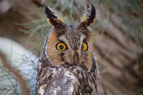 The Long Eared Owl