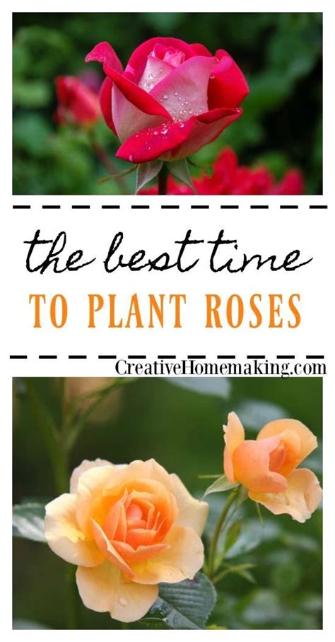 Best Time To Plant Roses When Is The Best Time For Planting Roses
