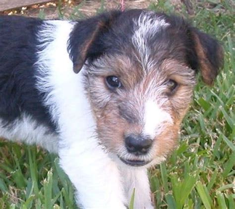 23 Cute Wire Fox Terrier Mixes That Ll Melt Your Heart PetPress
