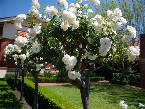 Letter or proof of membership of an academic institution, or other appropriate documentation. Iceberg Rose Alternatives - Plants - Hello Hello Plants & Garden Supplies