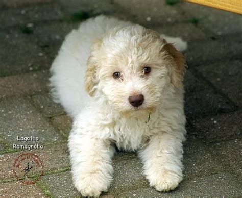 We did not find results for: Lagotto Romagnolo Pup ~ Classic Look | Puppies, Dog breeds ...