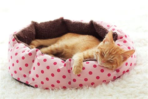 20 Diy Cat Bed Plans You Can Make Today With Pictures Hepper
