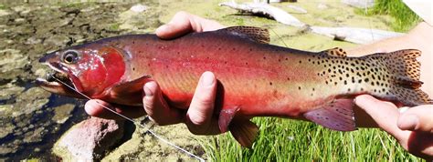 Utahs New Cutthroat Trout Slam Catch All 4 Get A Reward Video