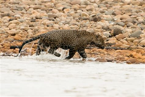 Three Great Reasons To Visit Tambopata Jaguar Rainforest Expeditions