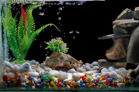 Best Aquarium Decorations Natural And Artificial Tank Fillers