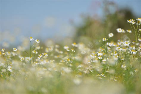 Free Stock Photo Of Daisies Field Flora